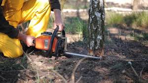 Best Tree Trimming and Pruning  in Mchenry, IL