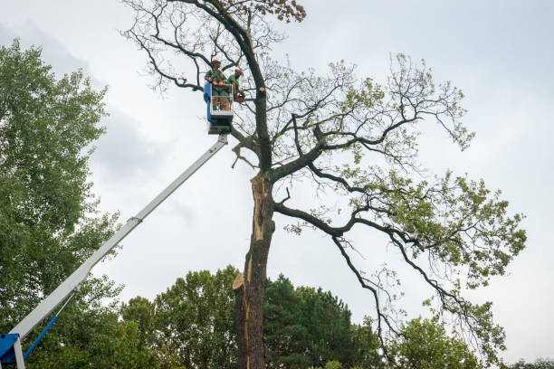 Best Root Management and Removal  in Mchenry, IL